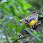 Trogon surucua