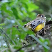 Trogon surucua