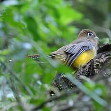 Trogon surucua