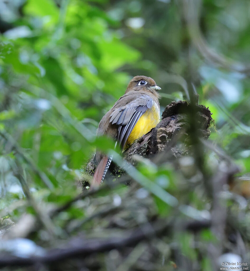 Trogon surucua femelle