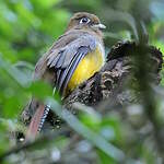 Trogon surucua