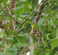 Trogon violacé