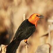 Scarlet-headed Blackbird