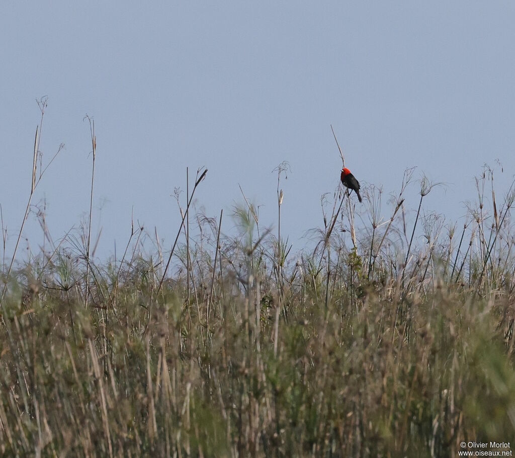 Scarlet-headed Blackbird, habitat