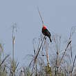Troupiale à tête rouge