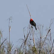 Troupiale à tête rouge