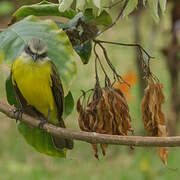 Grey-capped Flycatcher