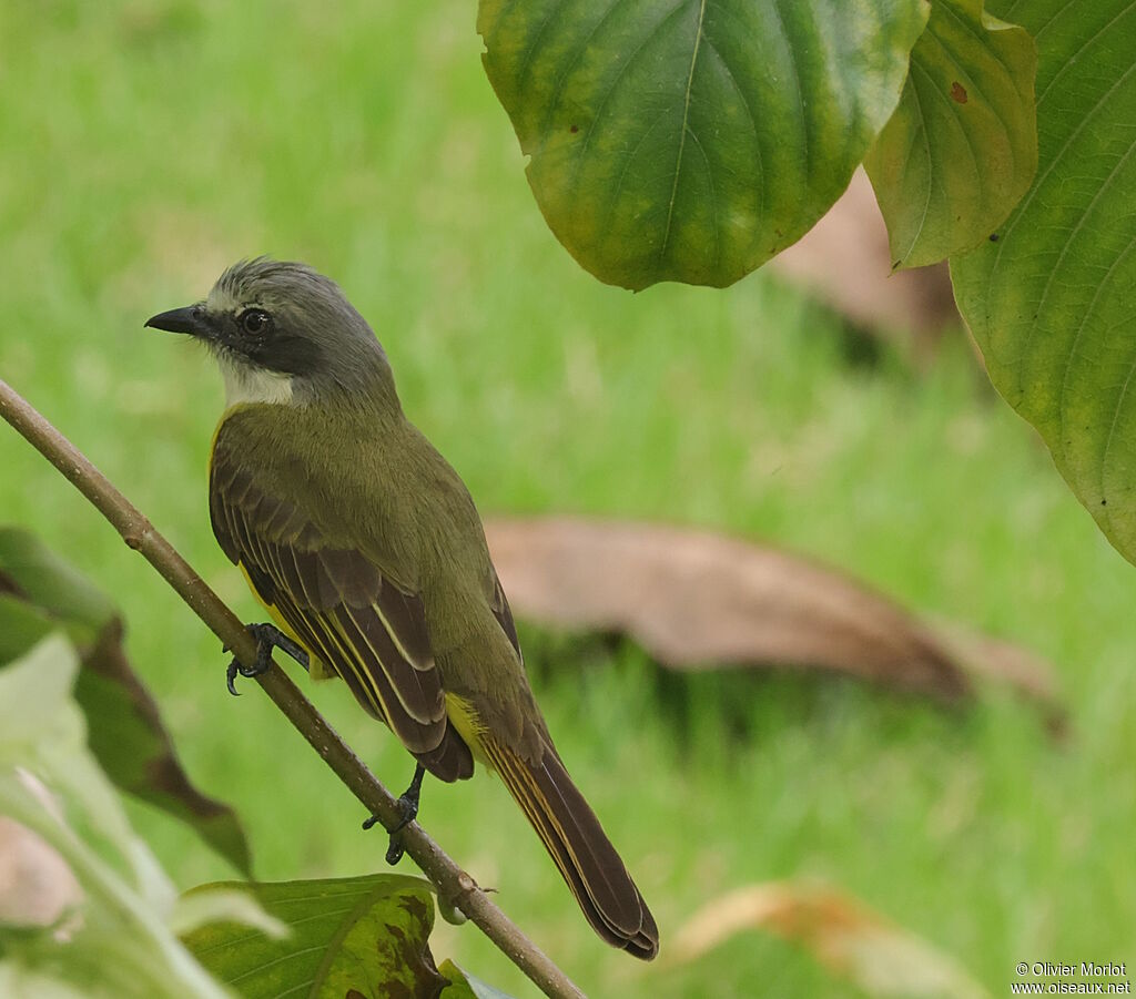 Grey-capped Flycatcher