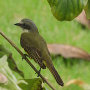 Grey-capped Flycatcher