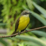 Grey-capped Flycatcher
