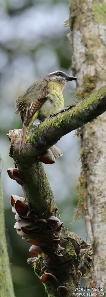 Golden-bellied Flycatcher