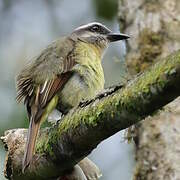 Golden-bellied Flycatcher