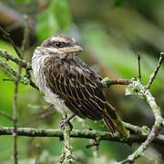 Streaked Flycatcher