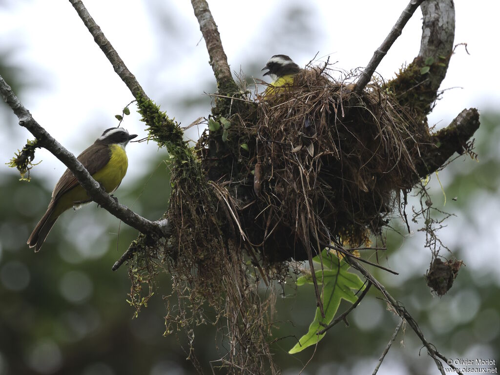 Rusty-margined Flycatcher