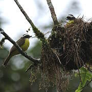 Rusty-margined Flycatcher