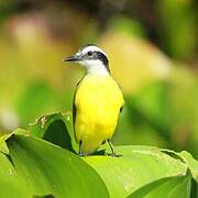 Lesser Kiskadee