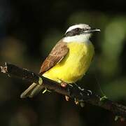 Lesser Kiskadee