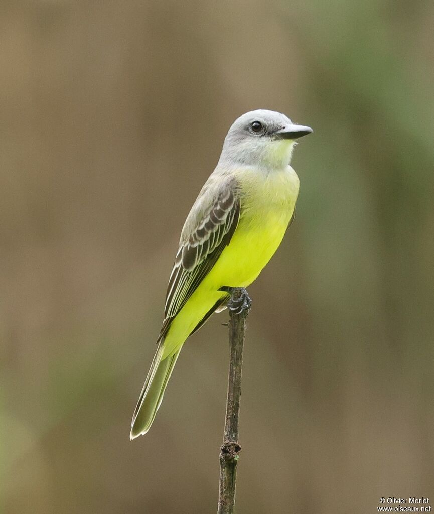 Tropical Kingbird