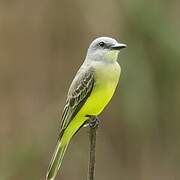 Tropical Kingbird