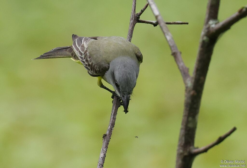 Tropical Kingbird