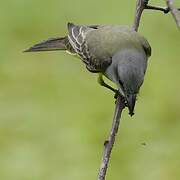 Tropical Kingbird