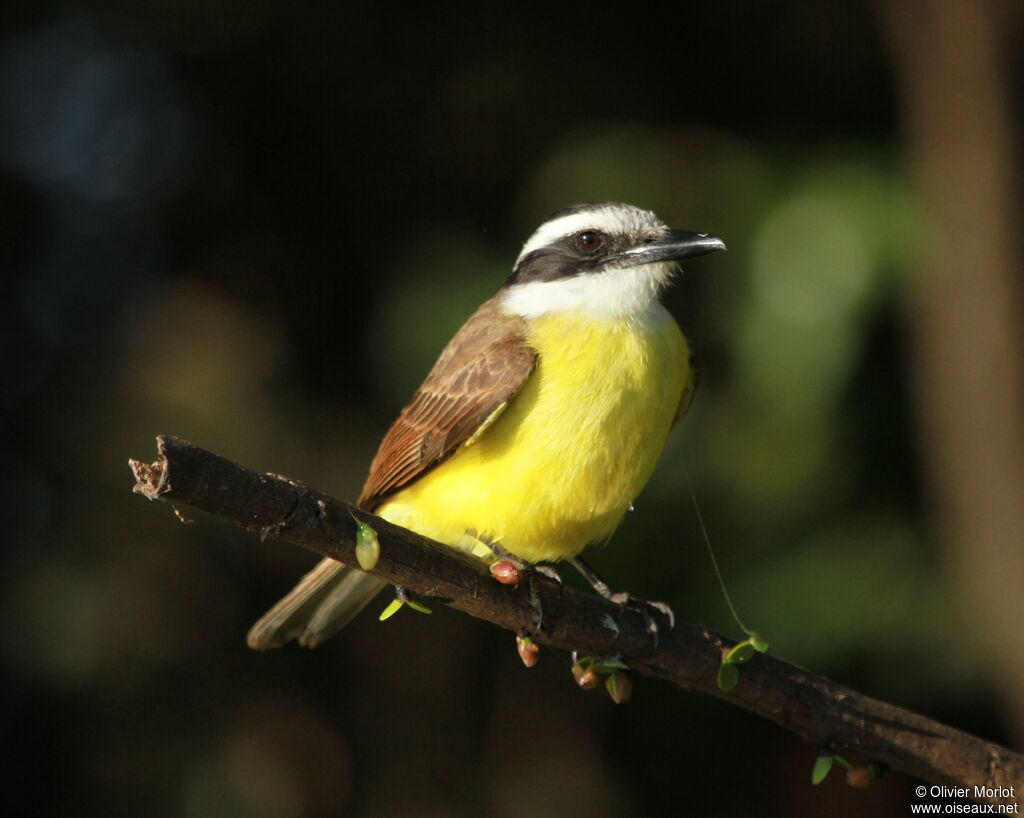 Great Kiskadee