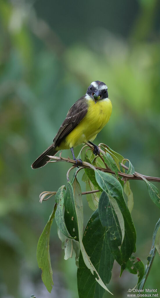 Great Kiskadee