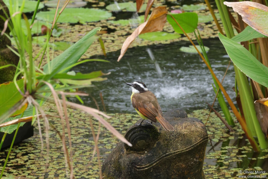Great Kiskadee