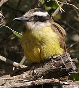 Great Kiskadee