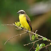 Social Flycatcher