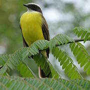 Social Flycatcher