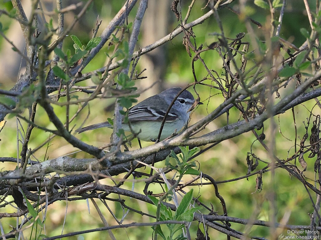 White-crested Tyrannulet