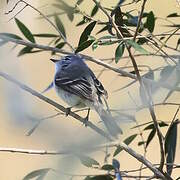 Straneck's Tyrannulet