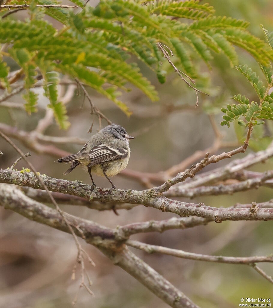 Tyranneau de Straneck