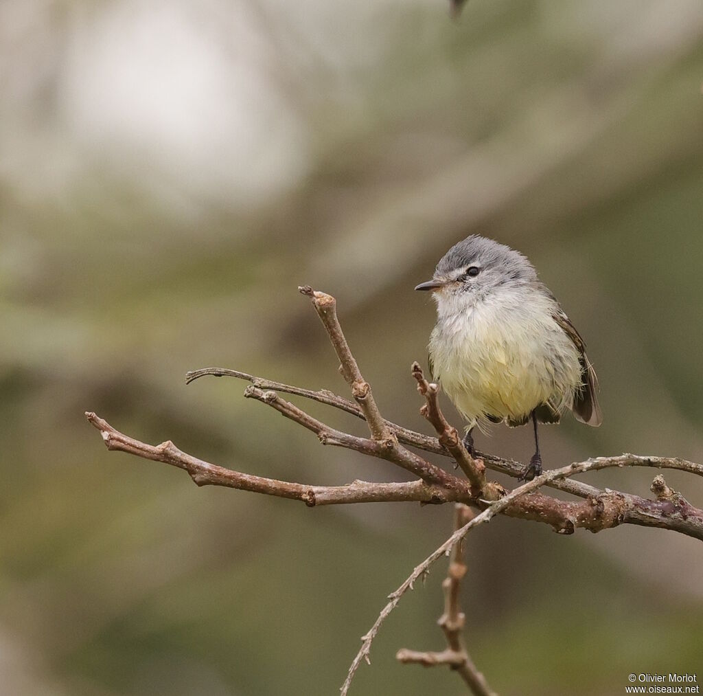 Tyranneau de Straneck