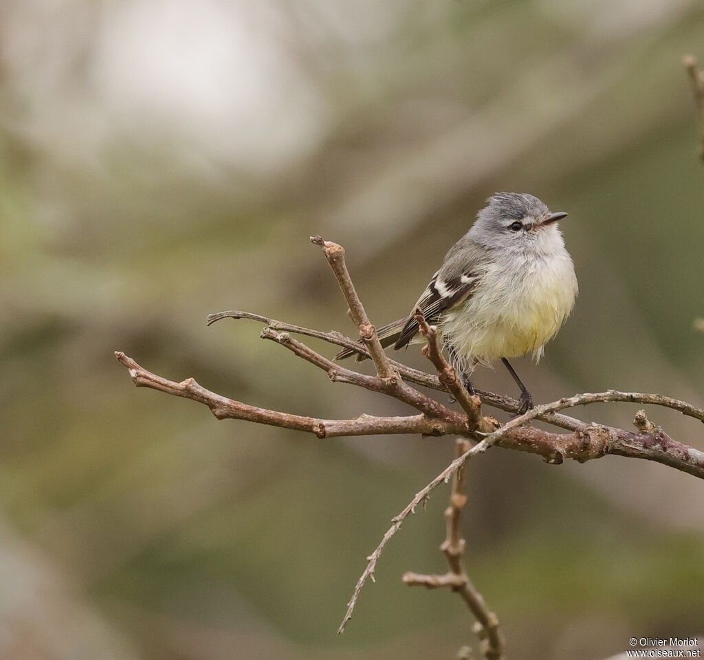 Tyranneau de Straneck