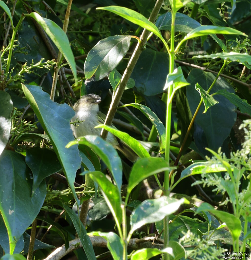 Mistletoe Tyrannulet