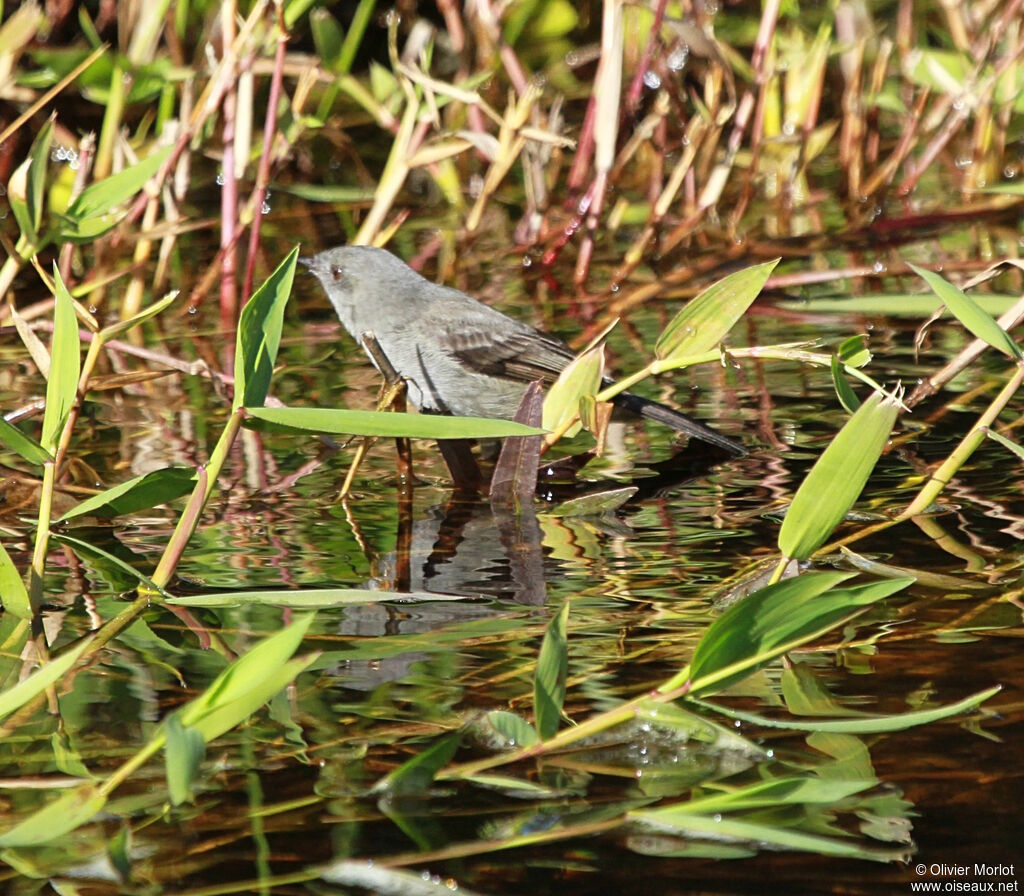 Sooty Tyrannulet