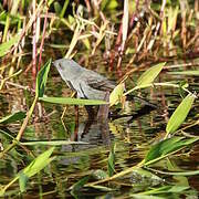 Sooty Tyrannulet