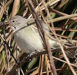 Tyranneau passegris