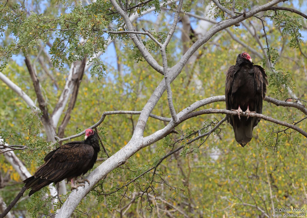 Turkey Vulture