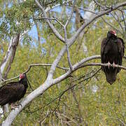 Turkey Vulture