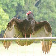 Turkey Vulture