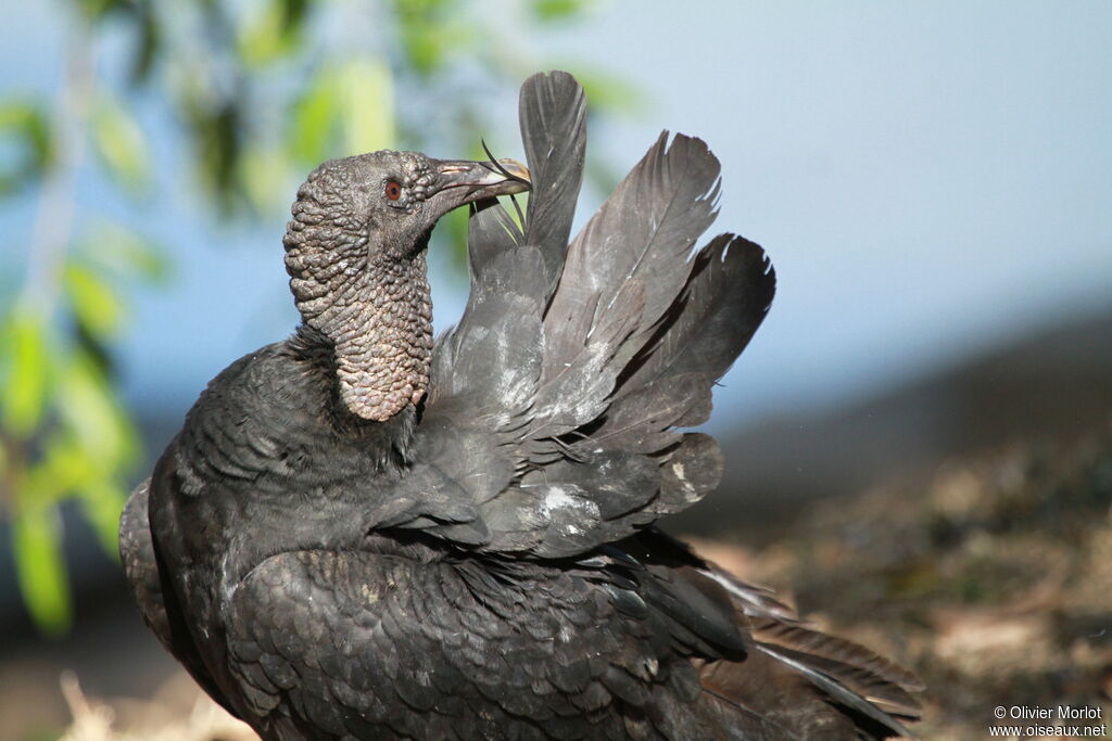 Black Vulture