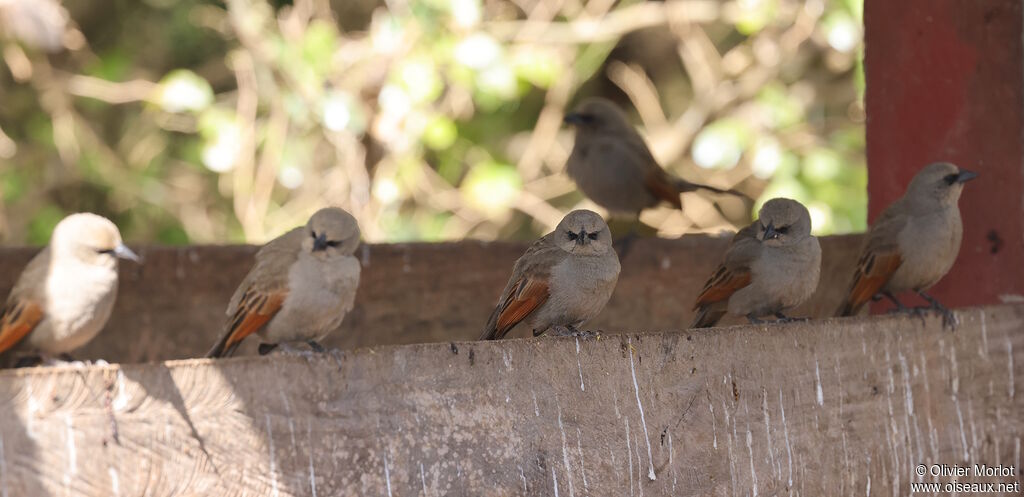 Vacher à ailes baies