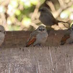 Vacher à ailes baies