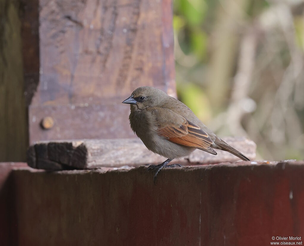 Vacher à ailes baies