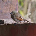 Vacher à ailes baies