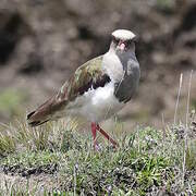 Andean Lapwing