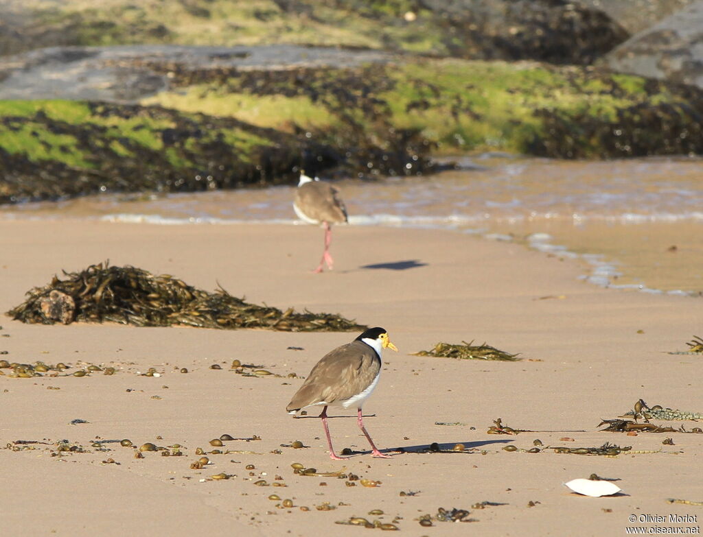 Masked Lapwing